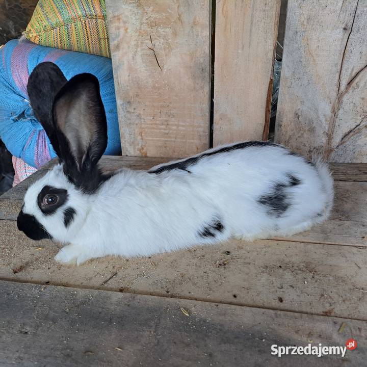 Sprzedam króliki rasowe hodowlane tuszki Dubiecko