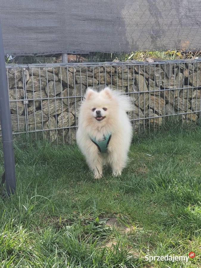 Szpic miniaturowy pomeranian suczka biala fci Szpic miniaturowy Koszalin sprzedam