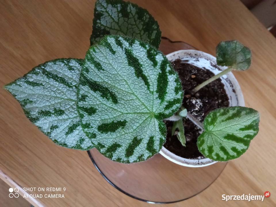 Begonia Silver Jewel begonia zebra Dom i Ogród