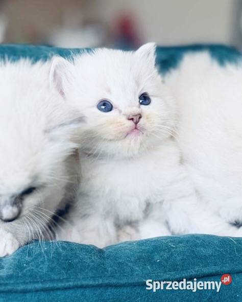 Kocurek ragdoll wielkopolskie