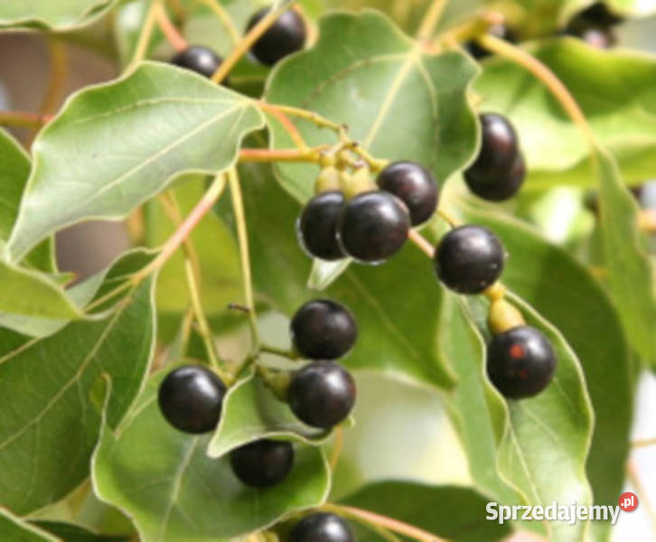 CYNAMONOWIEC KAMFOROWY Cinnamomum camphora kujawsko-pomorskie
