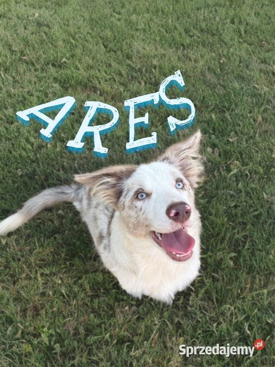 ARES Border Collie o umaszczeniu LILAC MERLE Pozostałe Limanowa