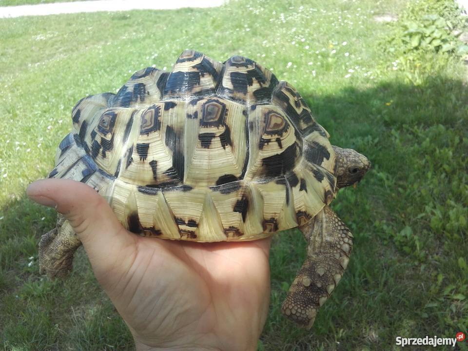 Żółw Lamparci Pozostałe Żory sprzedam