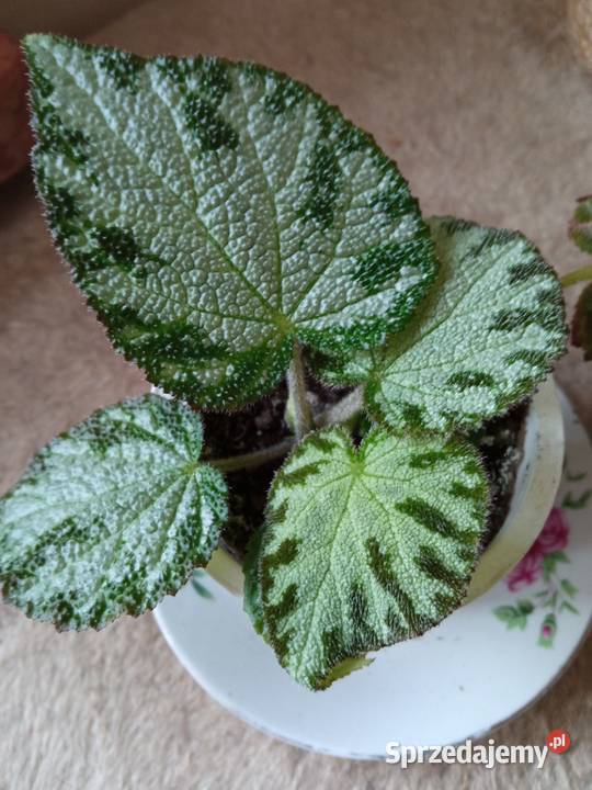 Begonia Silver Jewel begonia zebra Białystok