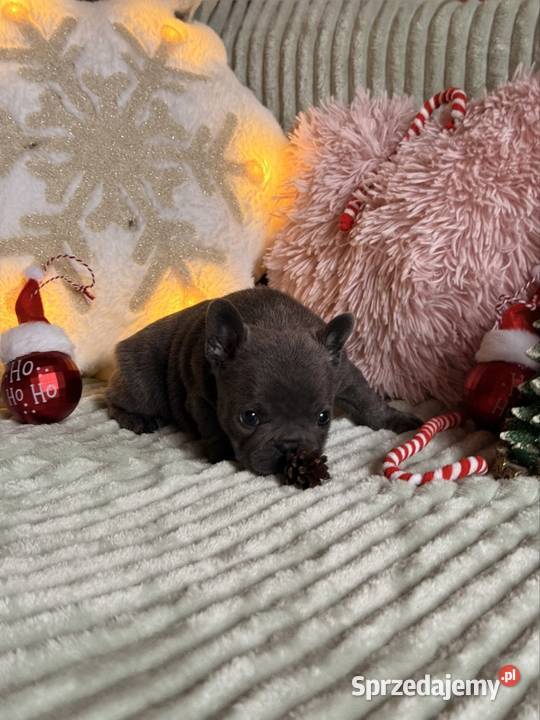 Buldog francuski do rezerwacji Częstochowa