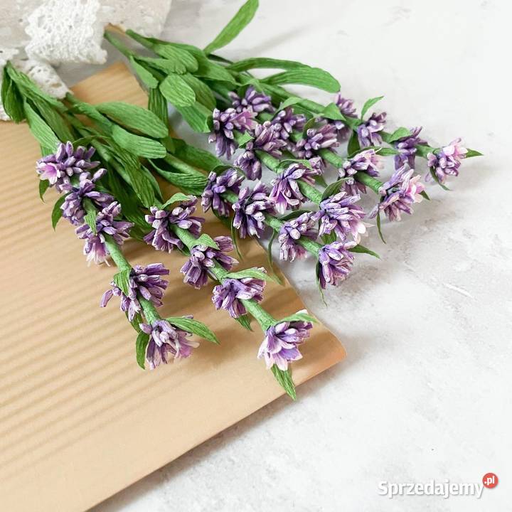Lawenda z krepiny włoskiej Zielona Góra