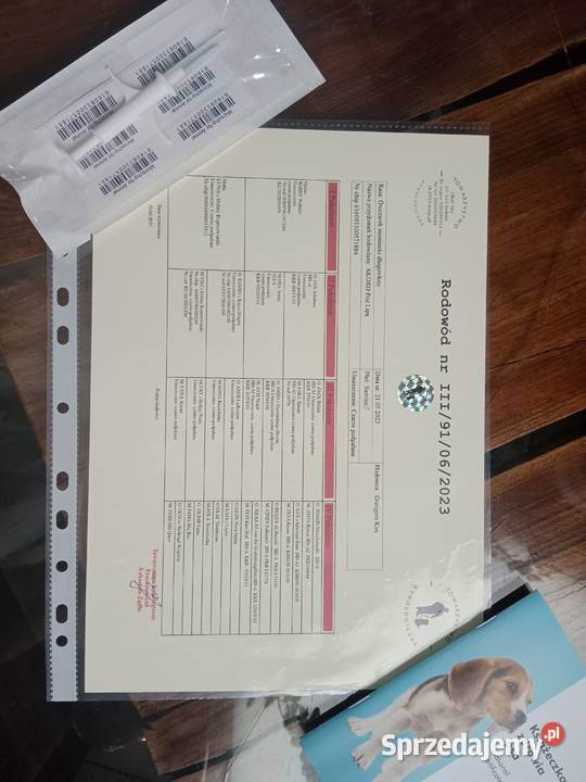 Owczarek Niemiecki Długowłosy Starachowice