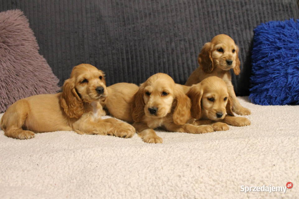 Śliczny szczeniak cocker spaniel Radwan