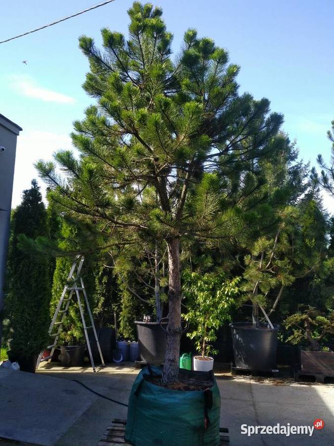 Sosna czarna 38m w donicy 450l sprzedam