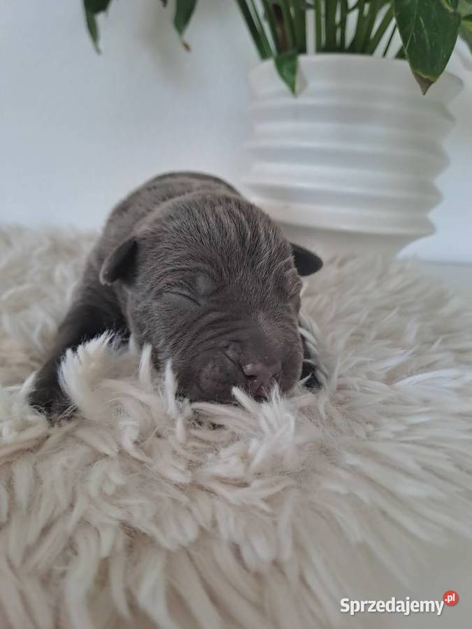 Amstaff blue wielkopolskie Opatów