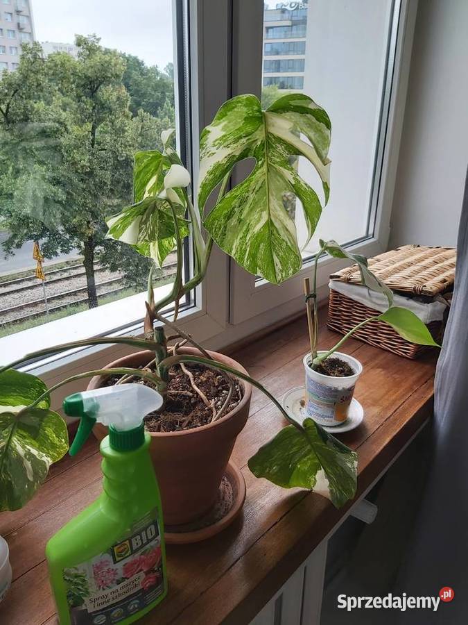 Monstera Variegata mazowieckie Warszawa
