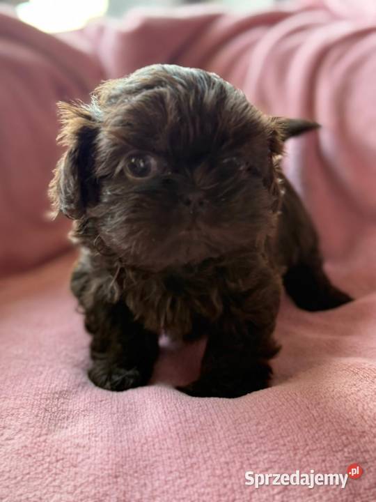 Shih Tzu suczka Świerklany