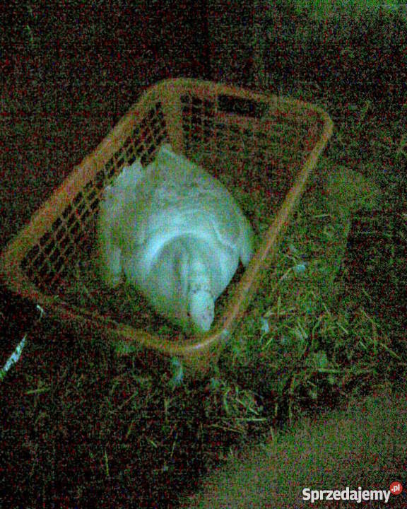 Kaczki Gęsi Kury ozdobne liliputki TANIO dolnośląskie Wrocław