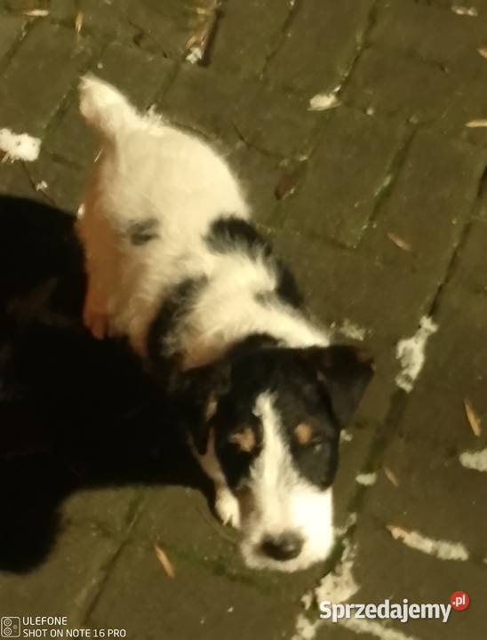 Sprzedam Fox teriera szczeniakka