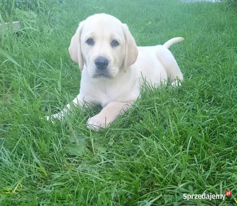 Labrador Retriever Ostrówek-Kolonia