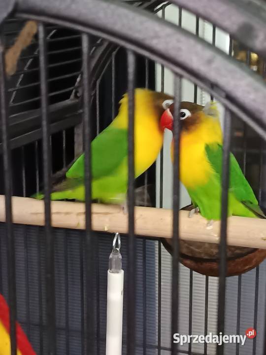 Papużka nierozłączka dobrana para