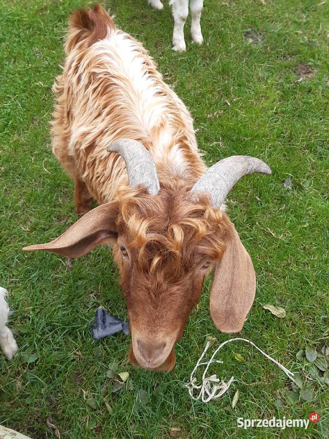 Koziołki burskie Łęki Dukielskie