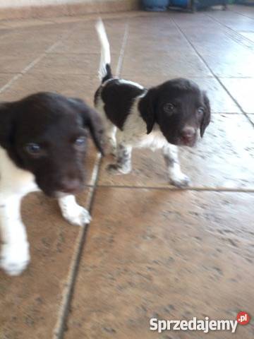 Mały Munsterlander Kazimierza Wielka