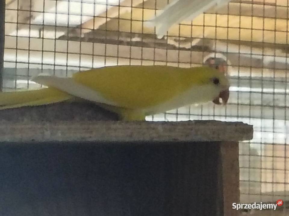 mnicha nizanego 25 Chudów