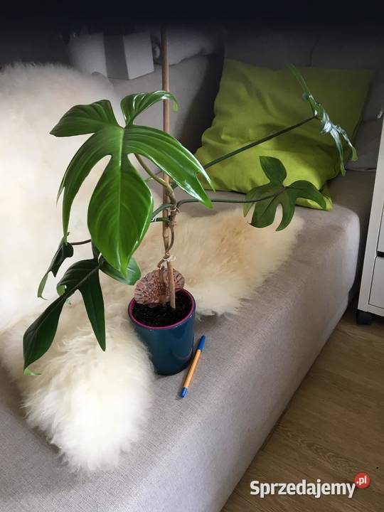 Filodendron Florida green domowa uprawa mazowieckie Warszawa