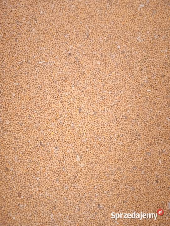 Gorczyca biała dolnośląskie Strzegom