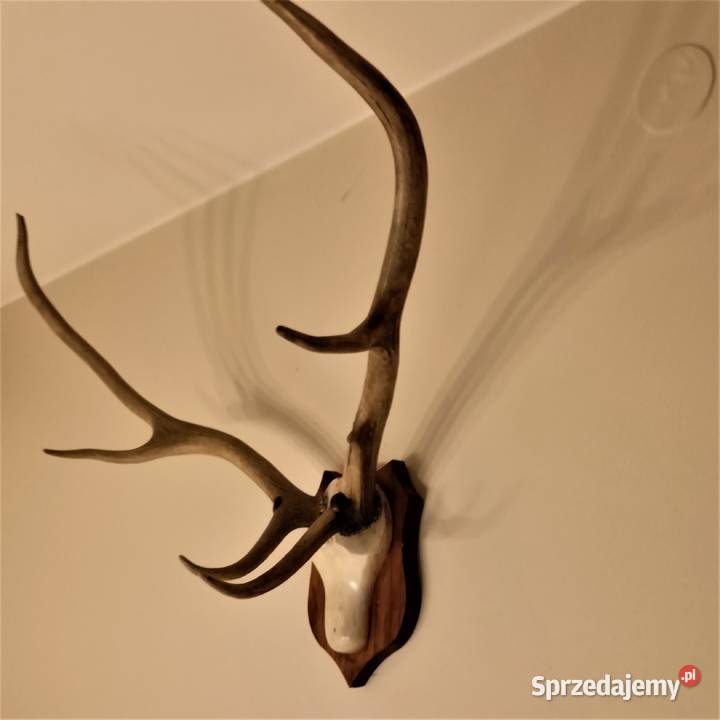 Poroże jelenia rogi Pozostałe Łódź