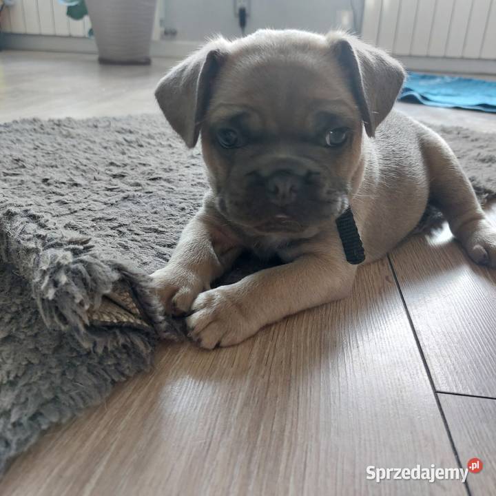 Buldog francuski Węgorzyce