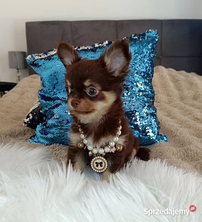 Chihuahua suczka czekoladowa długowłosa piękna Warszawa