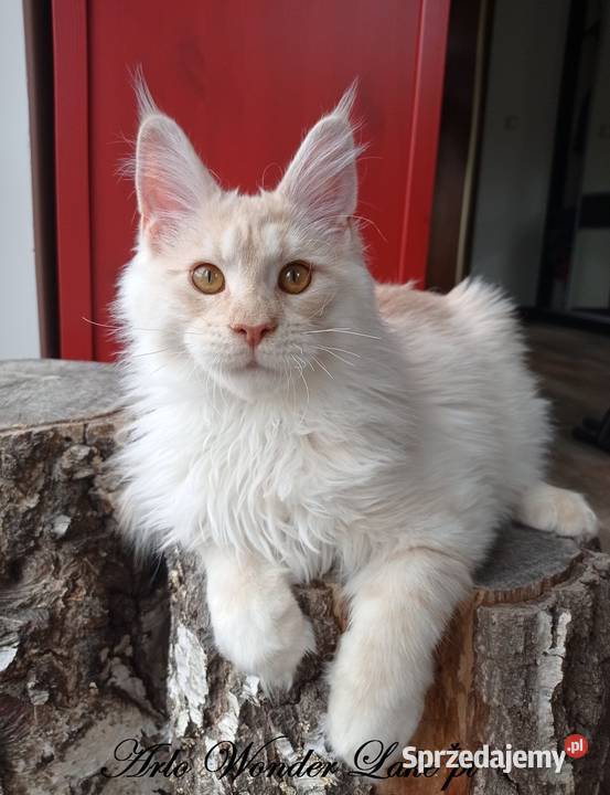 Duży kremowy dymny kocurek Maine Coon FPL mazowieckie Warszawa sprzedam