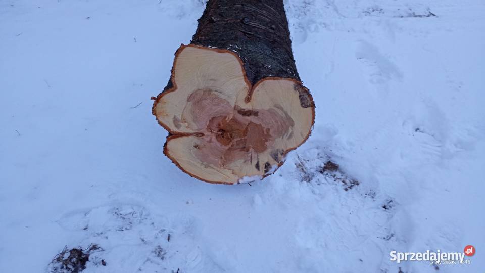 Pień dzikiej czereśni 5 mb na opał materiał Łuszczów Pierwszy sprzedam