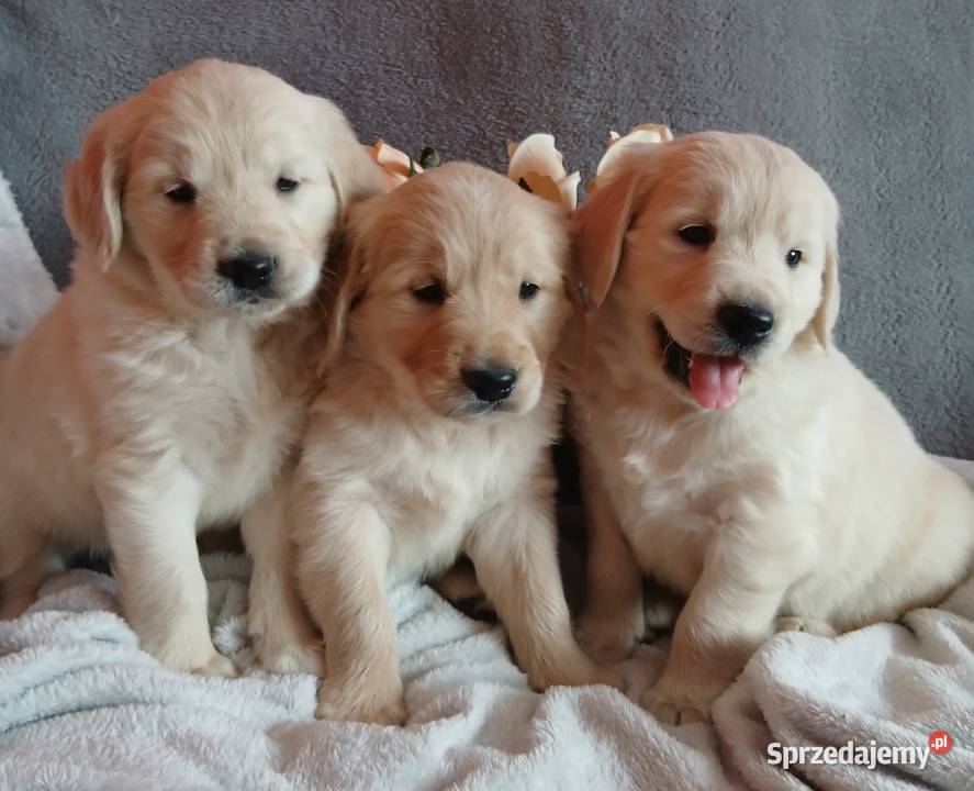 Golden Retriever z rodowodem kujawsko-pomorskie Toruń