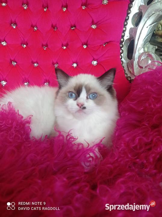 Ragdoll Kotka Seal bicolor FIFE FPL