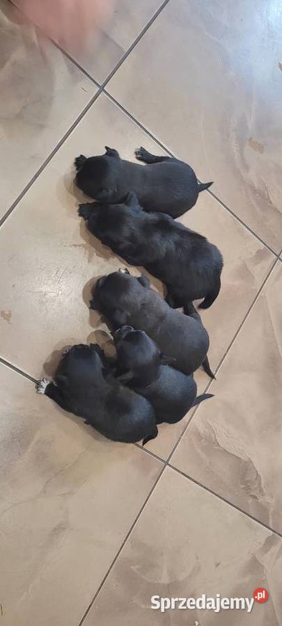 Chihuahua Wilkowisko sprzedam