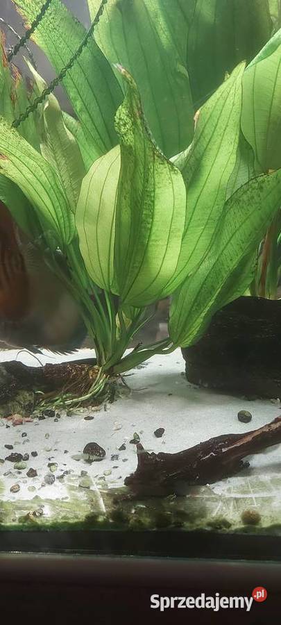 Roślina akwariowa Ryby Ryby Mińsk Mazowiecki