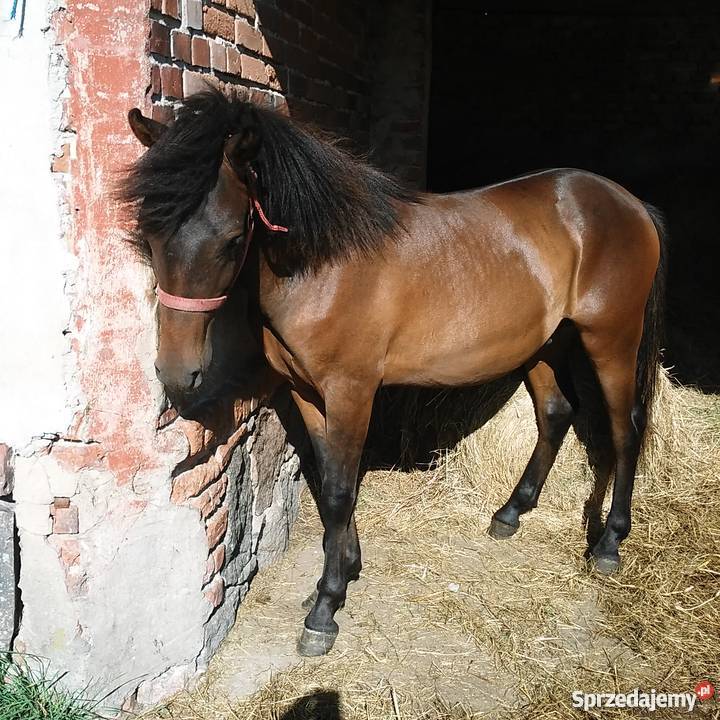 hucuł wałach sprzedam