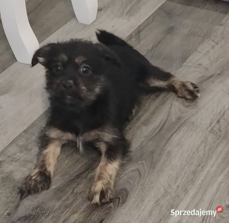 Suczki matki shih tzu Ciężkowice