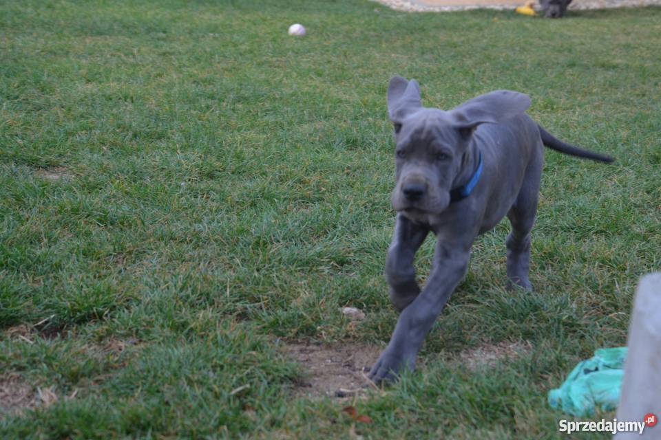 Dog Niemiecki błękitne Katowice