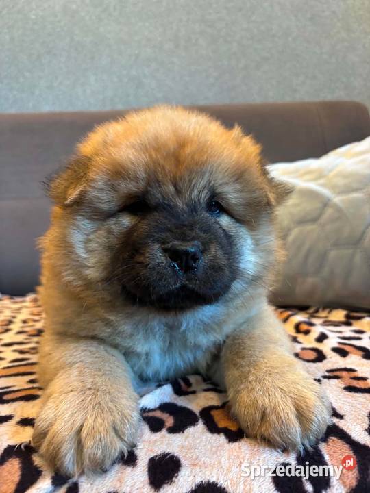 Chow Chow Zwierzęta Mrągowo