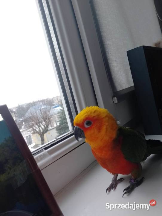 Papużka szuka nowego domu