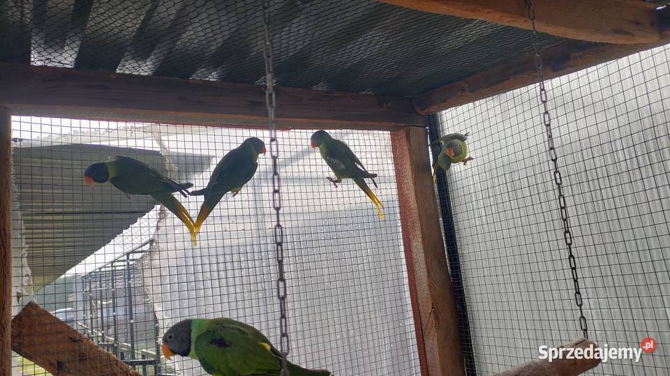 Aleksandretty himalajskie Parzno