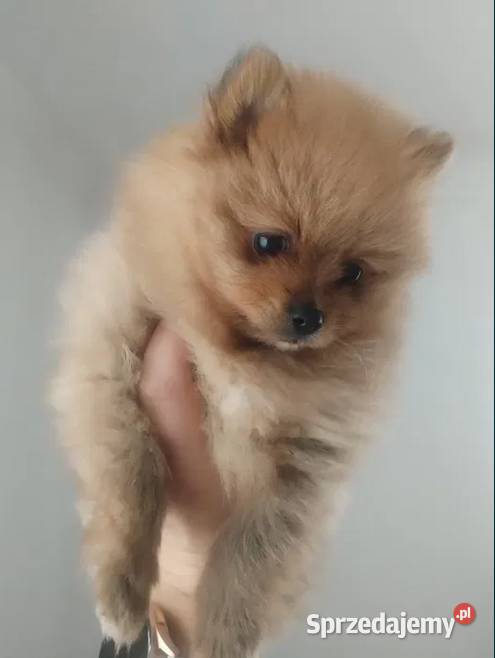 szpic miniaturowy suczka