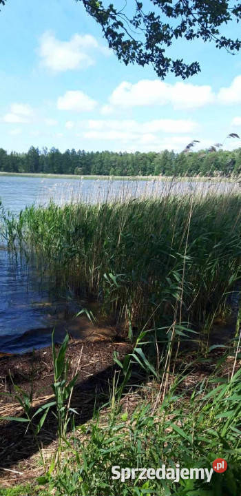 Działka z linią brzegową siedlisko z sadem i las Sprzedaż warmińsko-mazurskie Stręgielek sprzedam