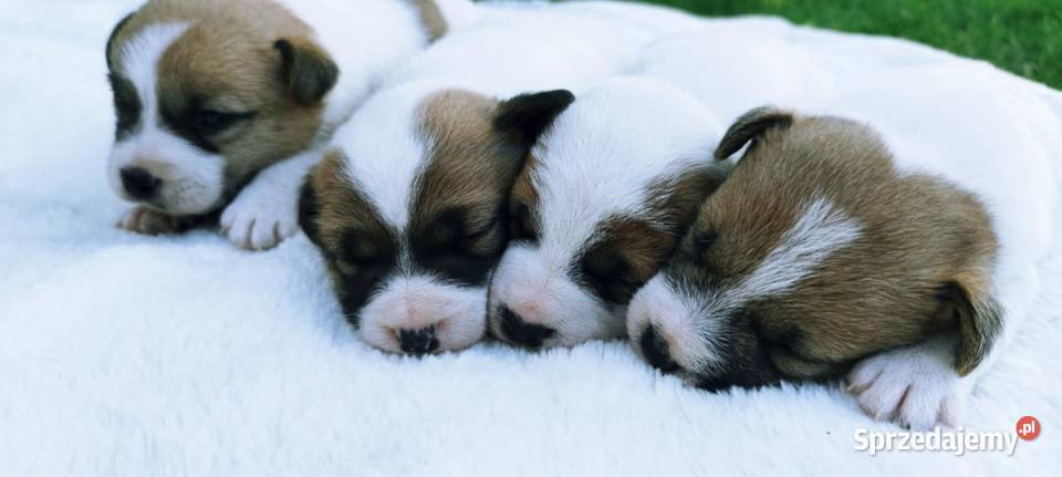 Jack Russell terrier Jack Russell Terrier Opatów