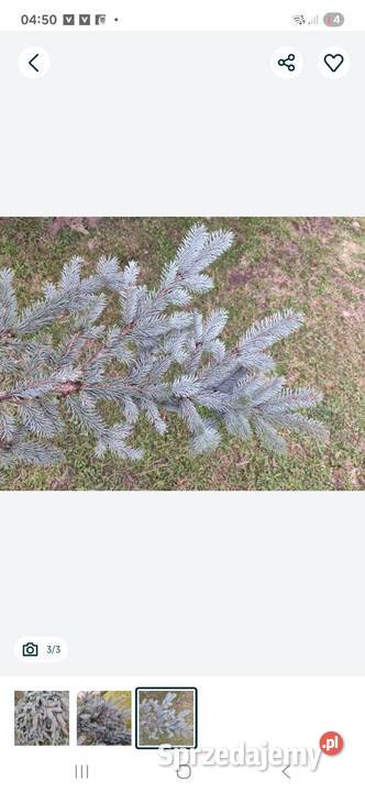 gałązki świerka srebrnego Lublin