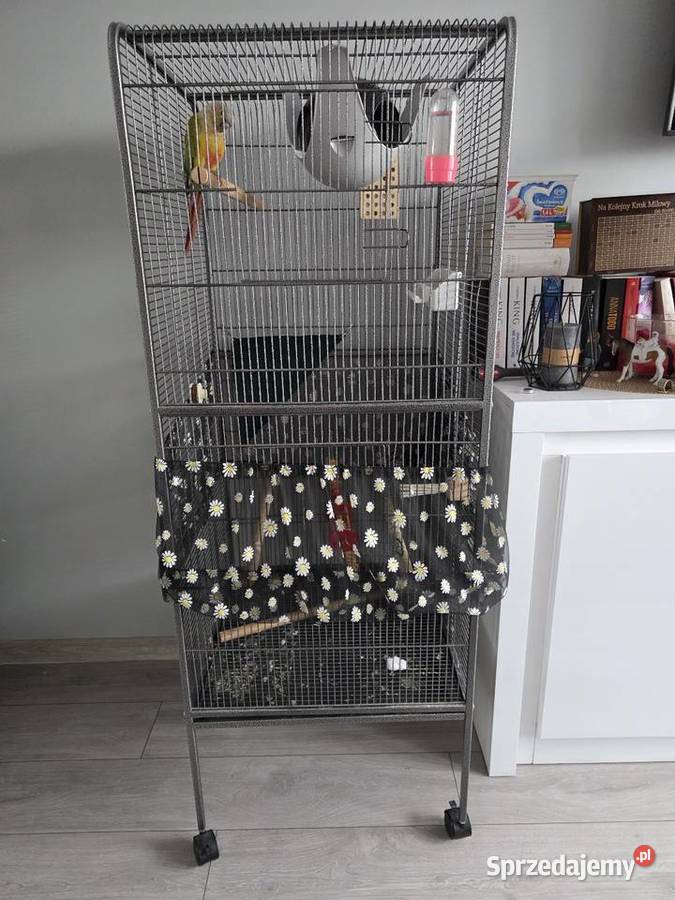 Sprzedam oswojoną rudosterkę z klatką Tomaszów Mazowiecki