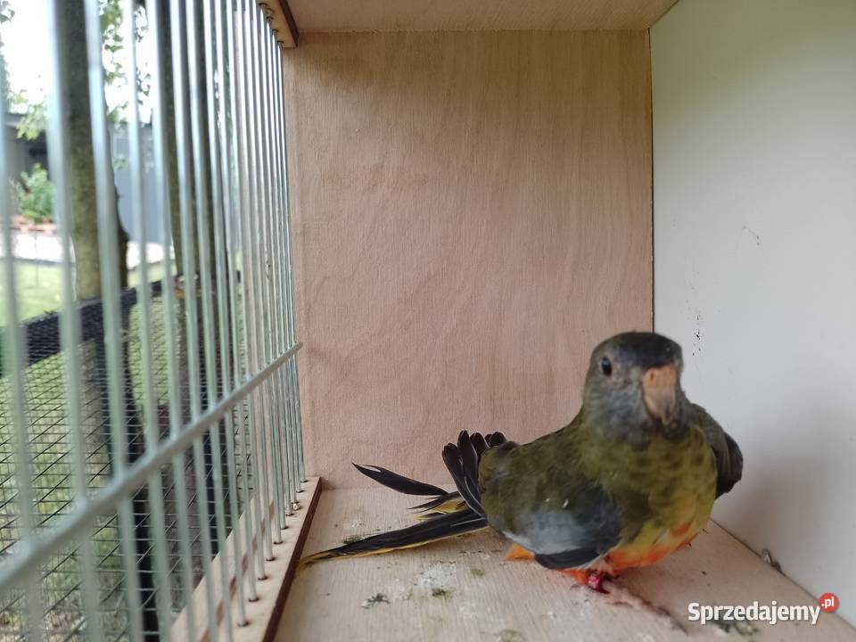 Papugi Łąkowki Wspaniałe Bochnia sprzedam