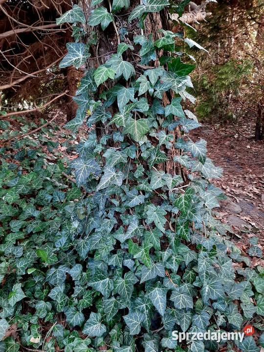 Bluszcz zimozielony pnącze do cienia okrywowa Borówno