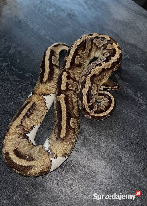 Pyton królewski dorosła samica Leopard Pied Poznań