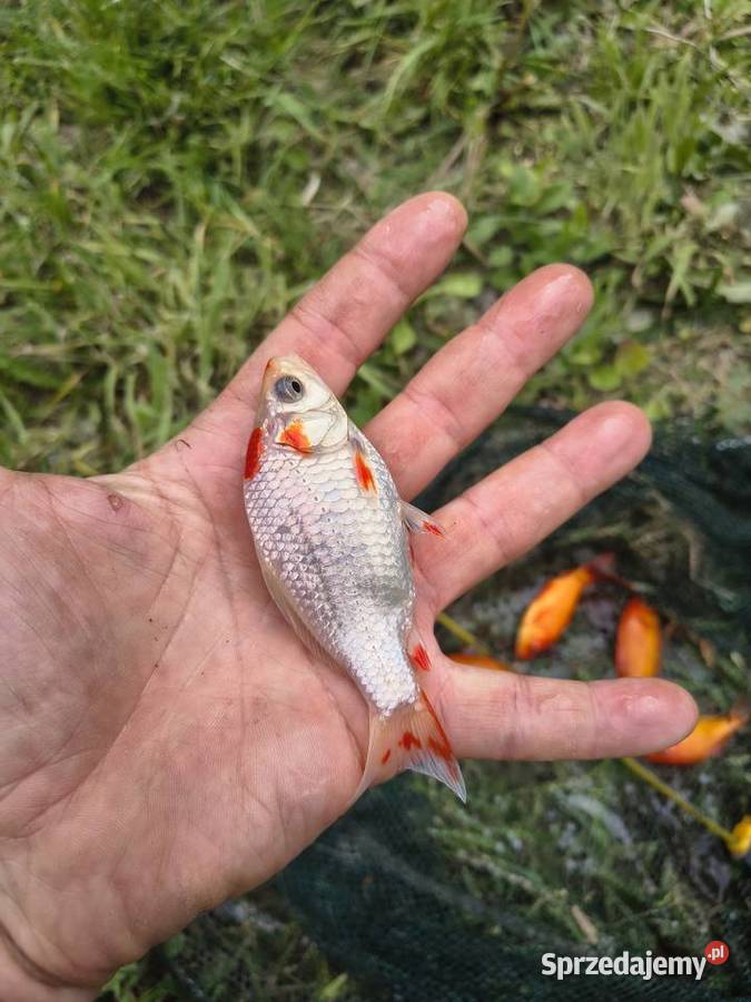 Karaś koi ozdobny złota rybka lubelskie Włodawa