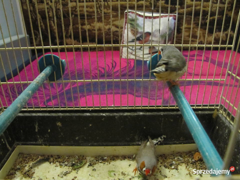 Sprzedam zeberki Ptaki kujawsko-pomorskie Toruń